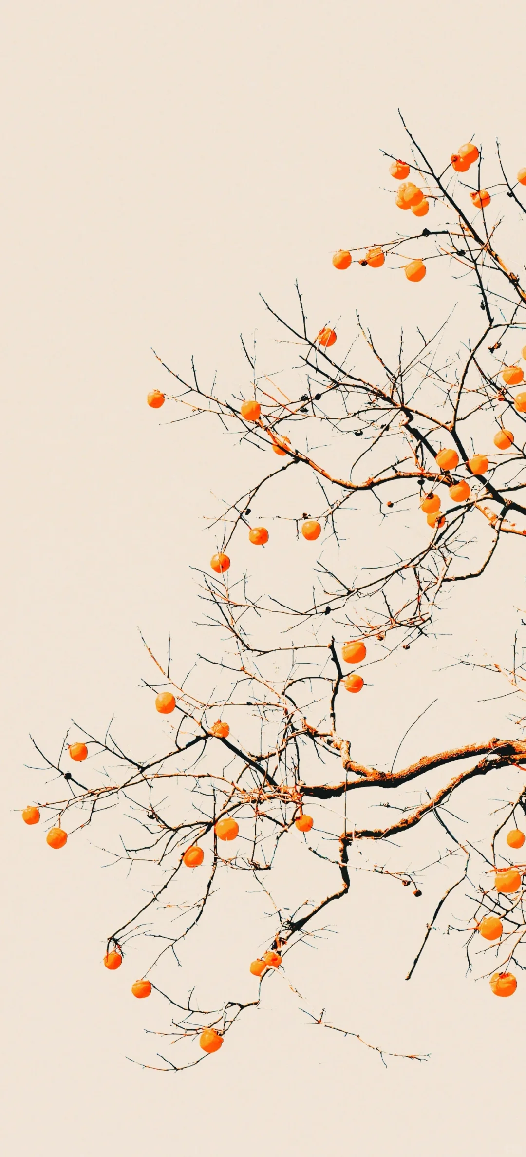 秋天里的柿子树——精美壁纸