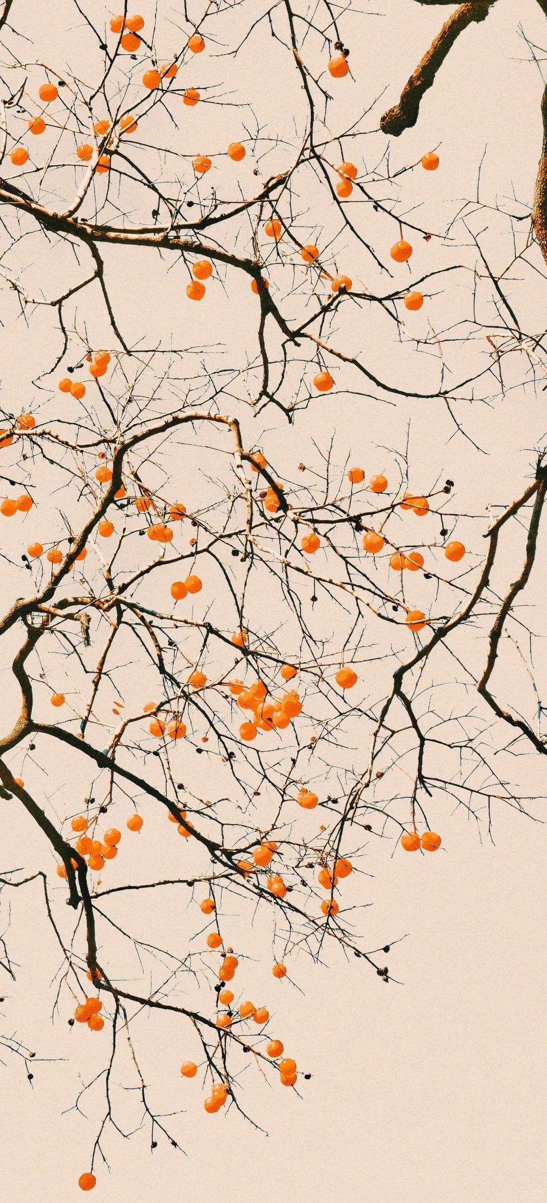 秋天里的柿子树——精美壁纸