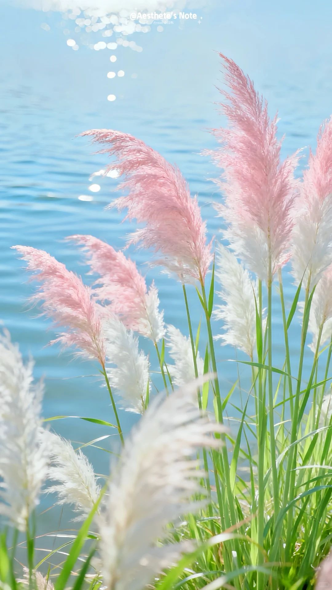 “ 如梦似幻 ”闯入粉蓝仙境啦