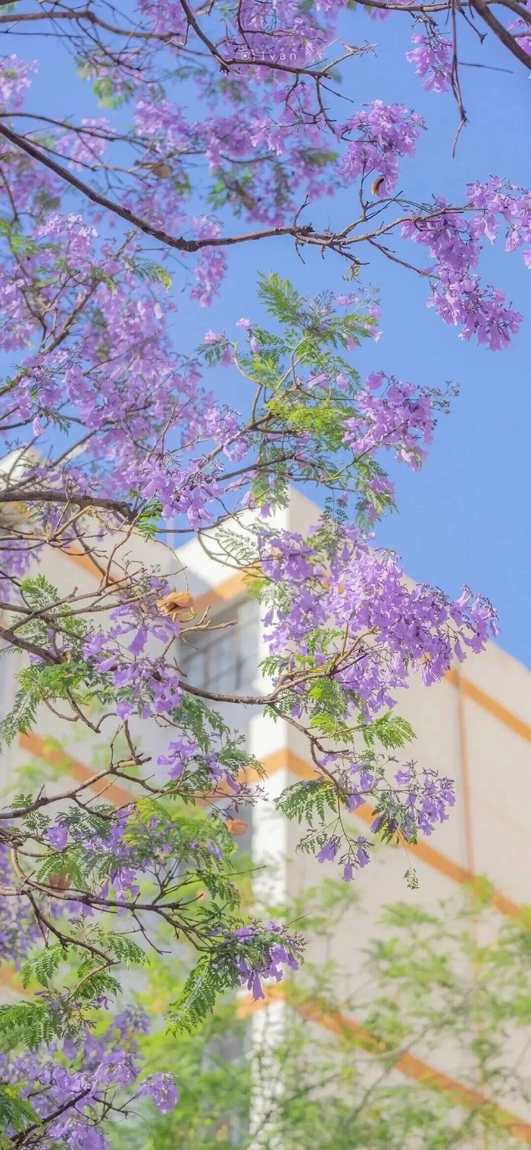 小众背景图/治愈系