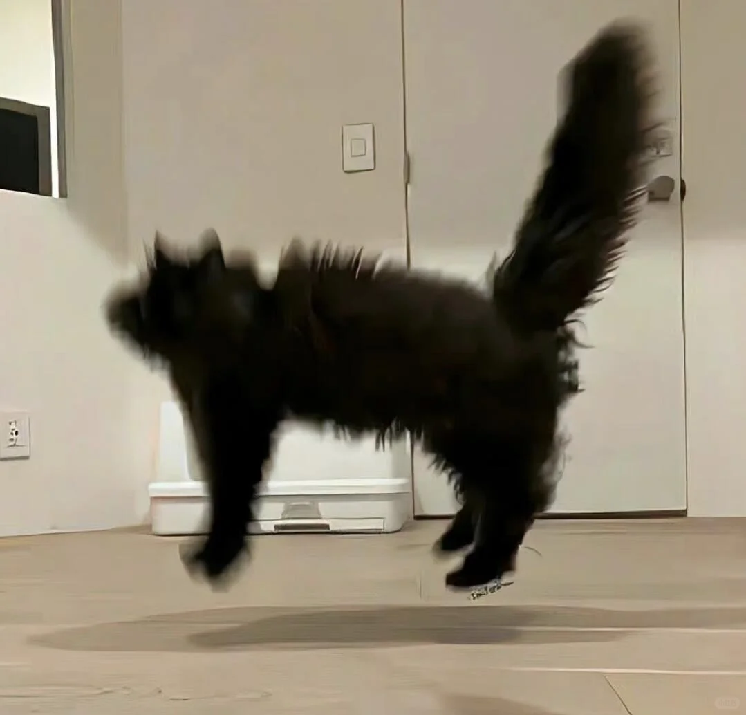 𝙒𝙚𝘾𝙝𝙖𝙩背景图｜小众小猫背景图