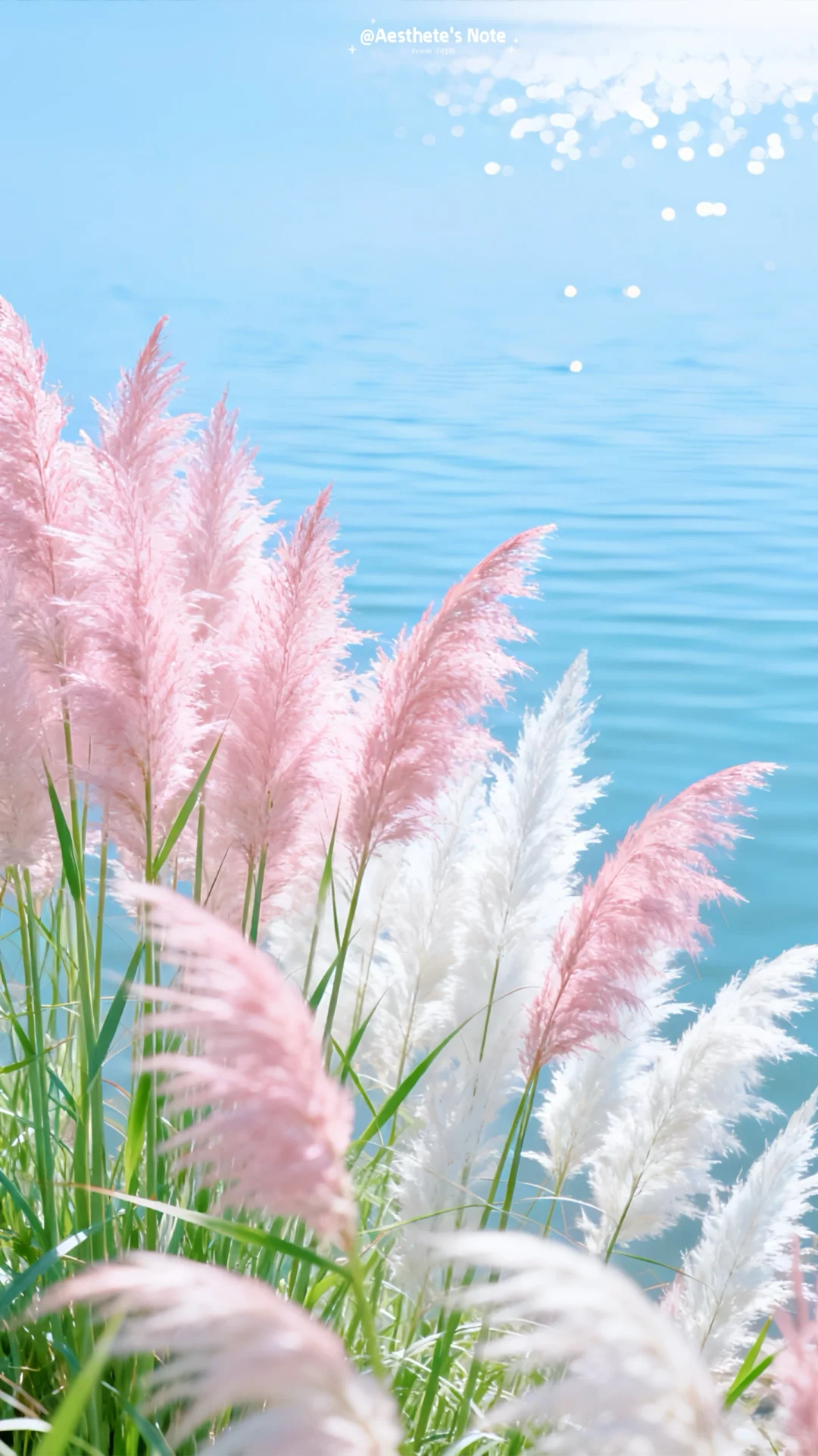 “ 如梦似幻 ”闯入粉蓝仙境啦