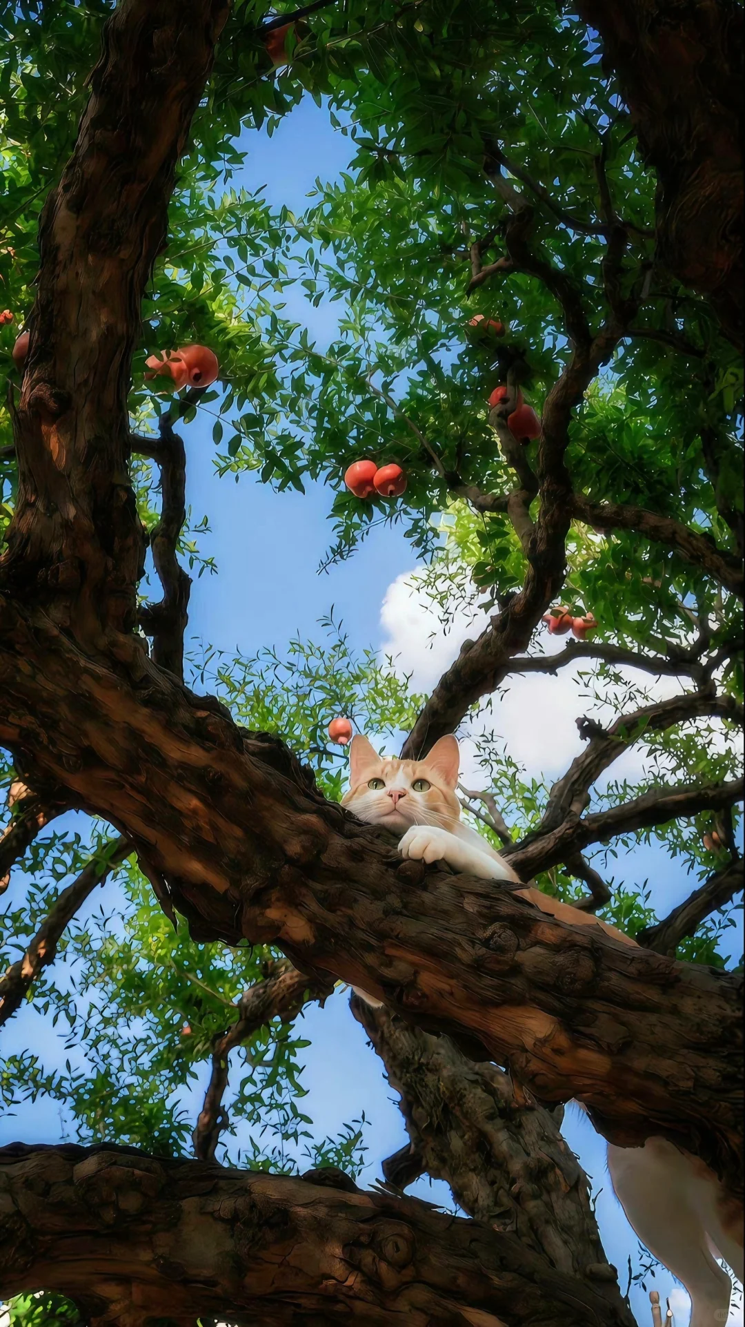 护眼壁纸｜是旷野，是自由🍊