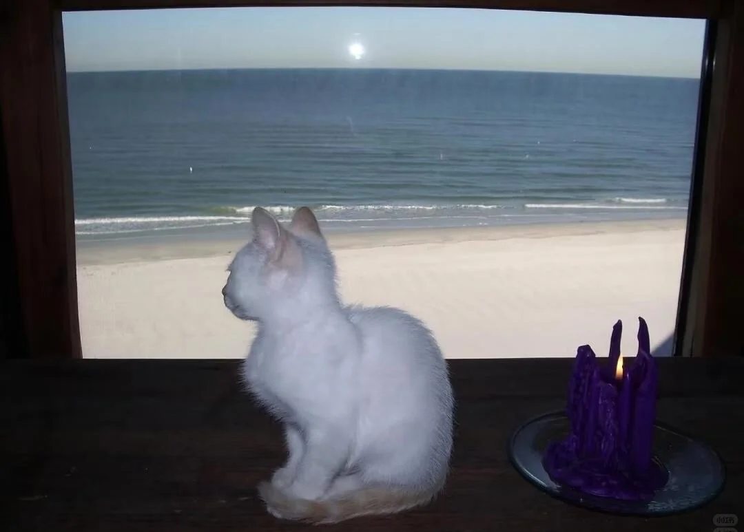 𝙒𝙚𝘾𝙝𝙖𝙩背景图｜小众小猫背景图