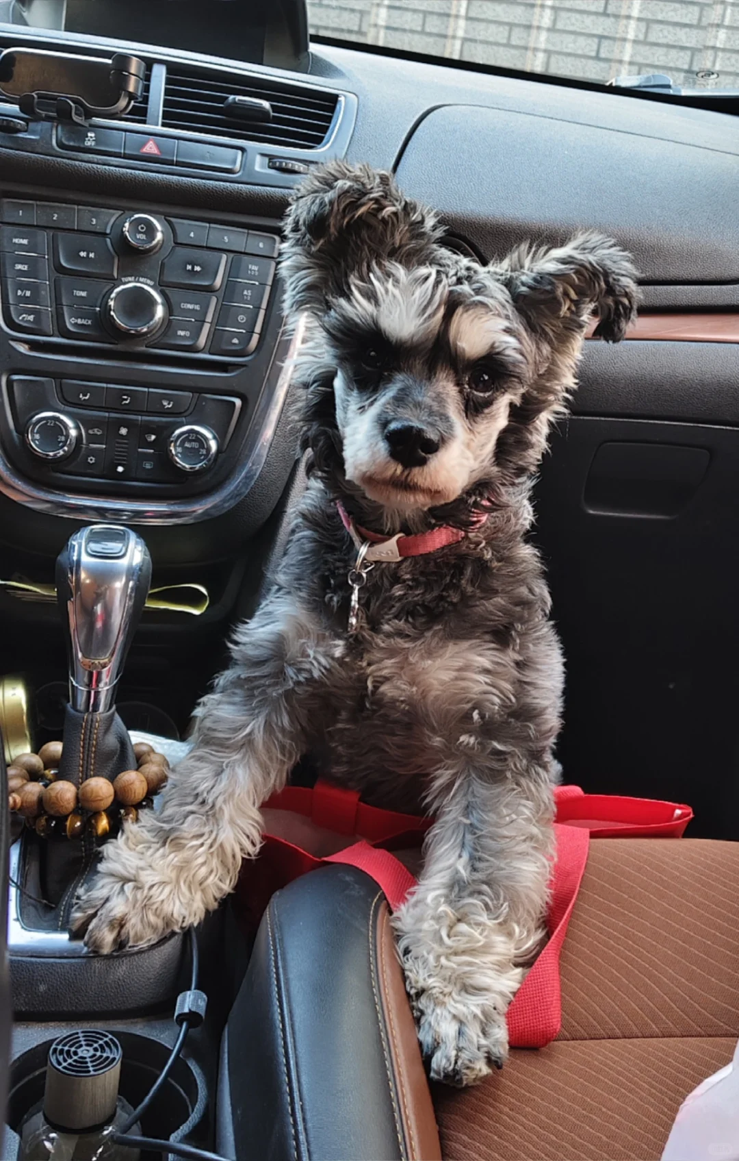 我家三只的抖抖表情包