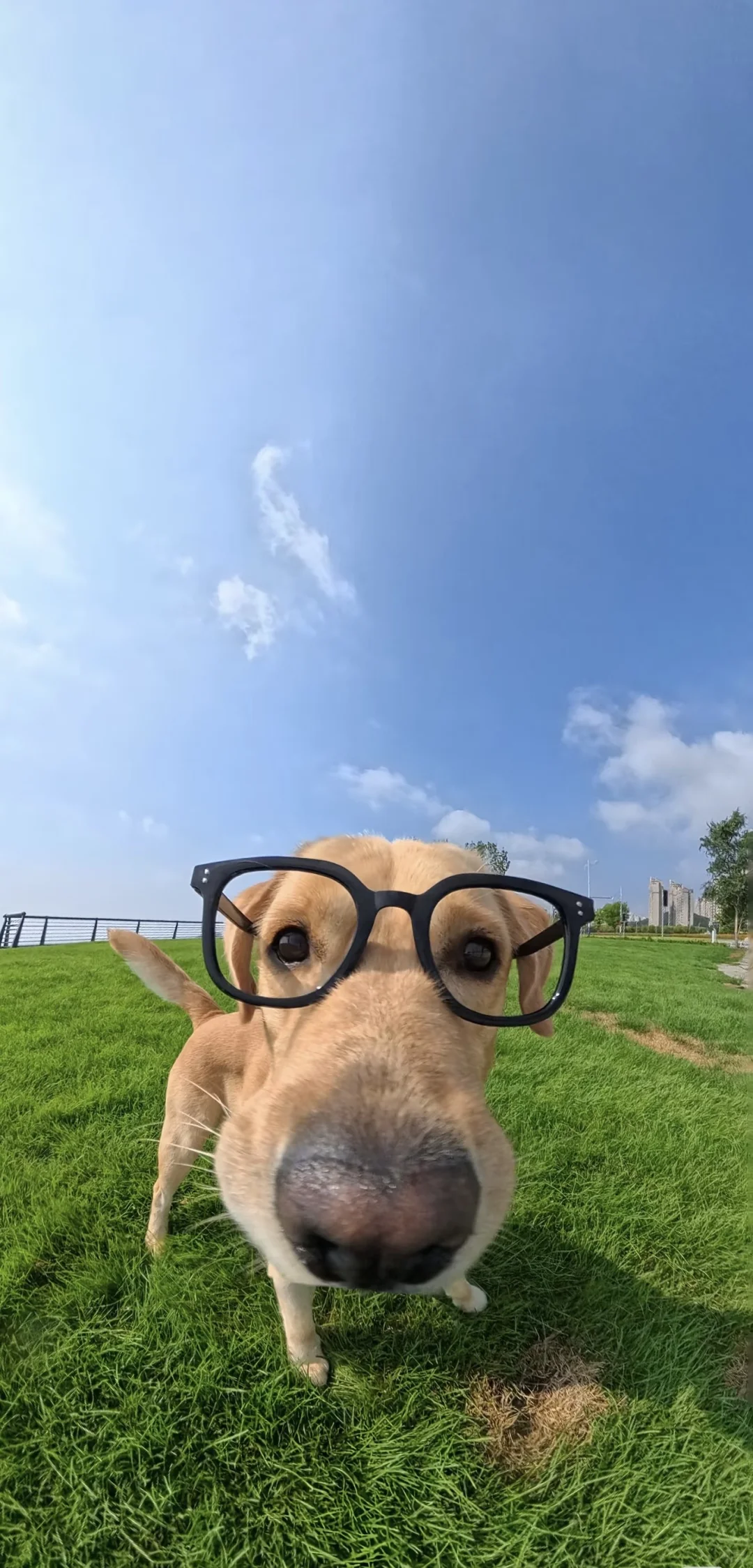 壁纸｜10万人想要蜡笔小新的壁纸