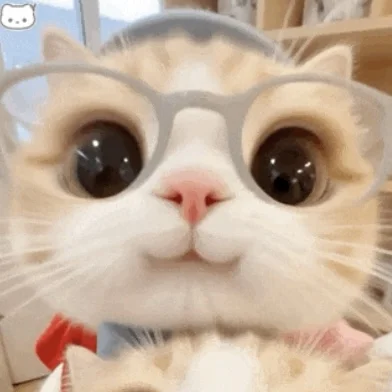 人 晚上嚎～ 你在干森莫🐱