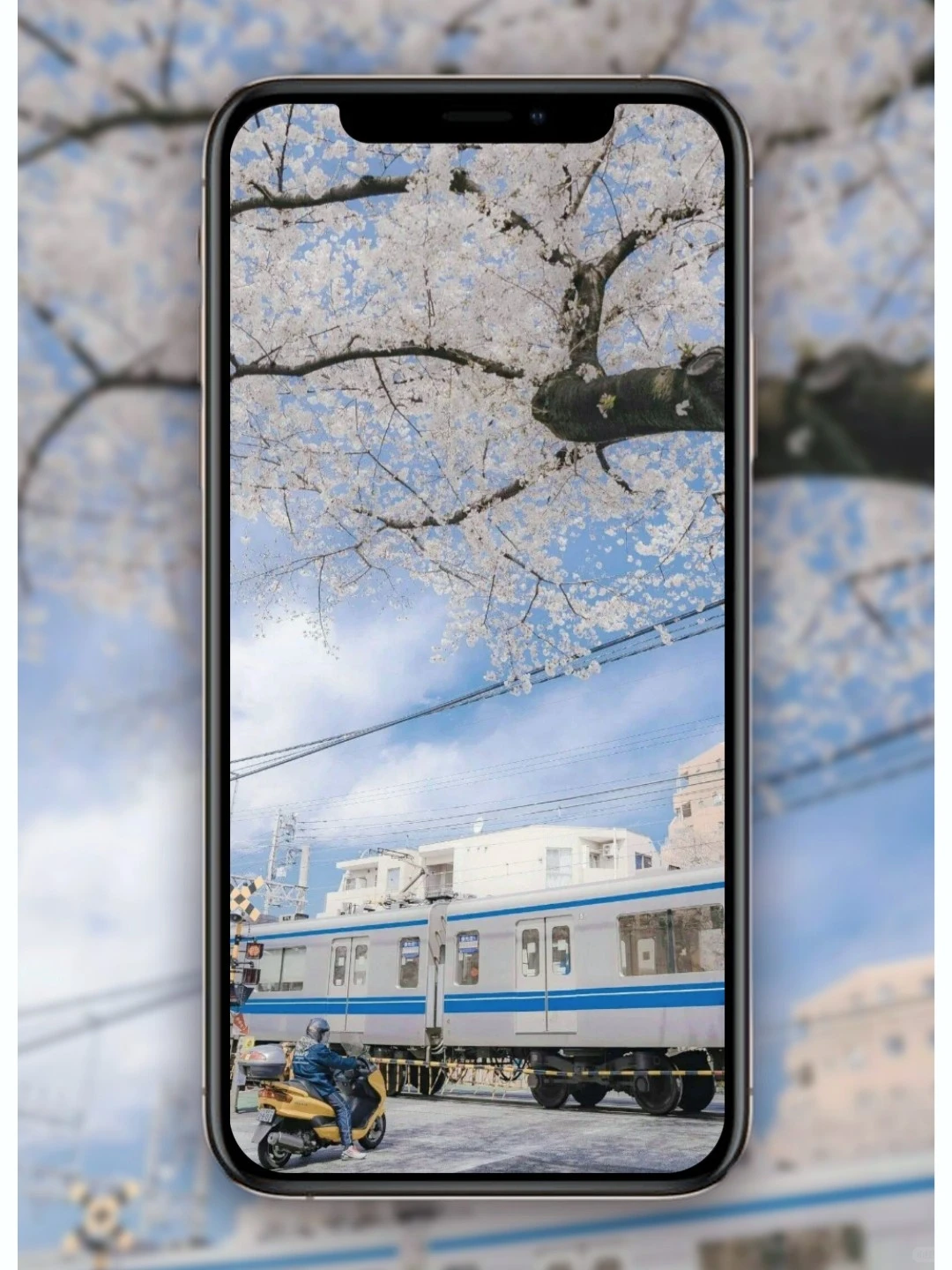 【10期】 日式风治愈系壁纸🌈