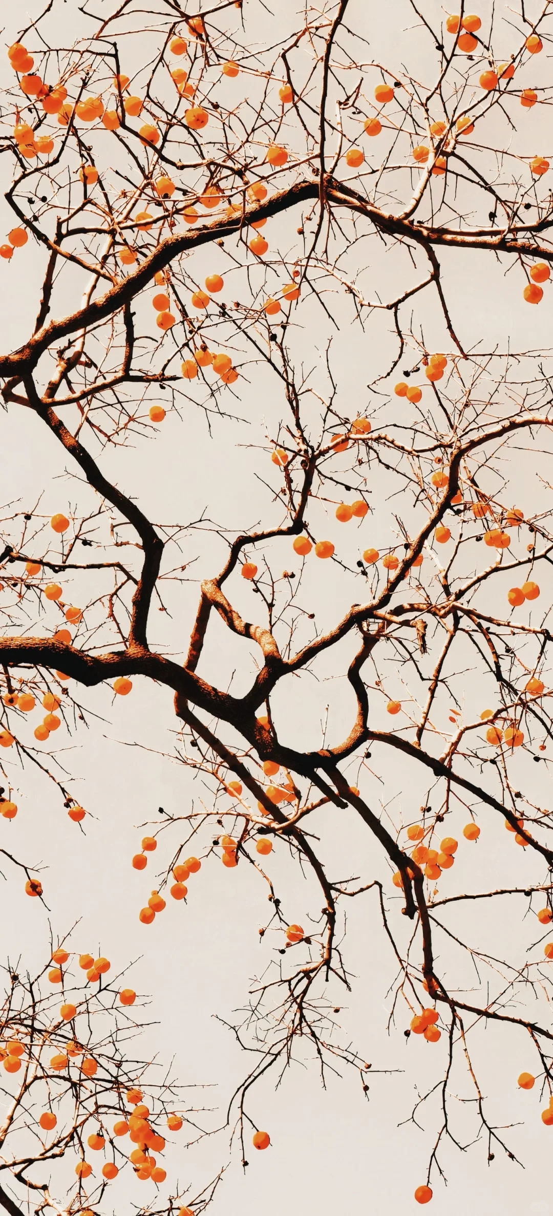 秋天里的柿子树——精美壁纸