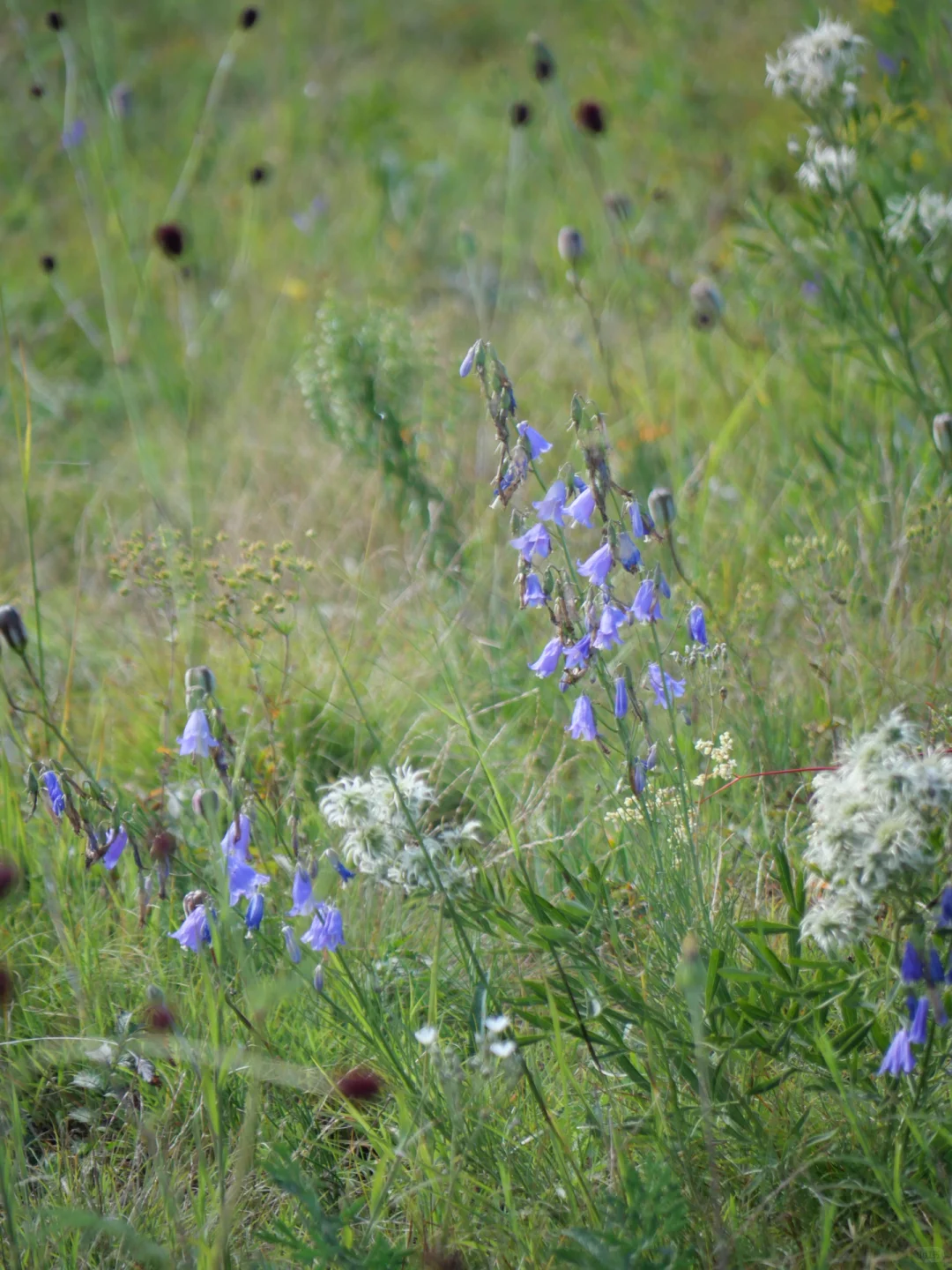 Windows桌面get，牛马牛马～电脑前面你和我～