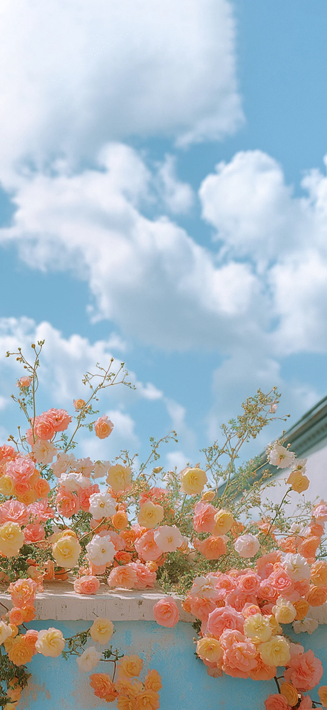 真的不小心删了，永远爱花花天空的壁纸