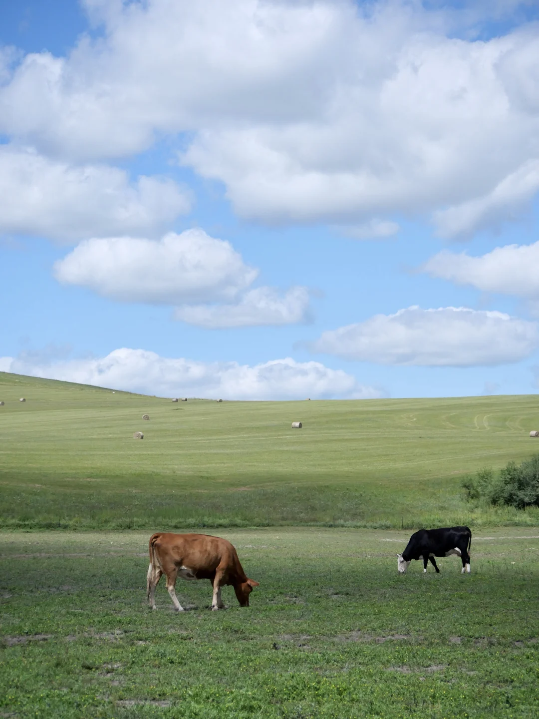 Windows桌面get，牛马牛马～电脑前面你和我～