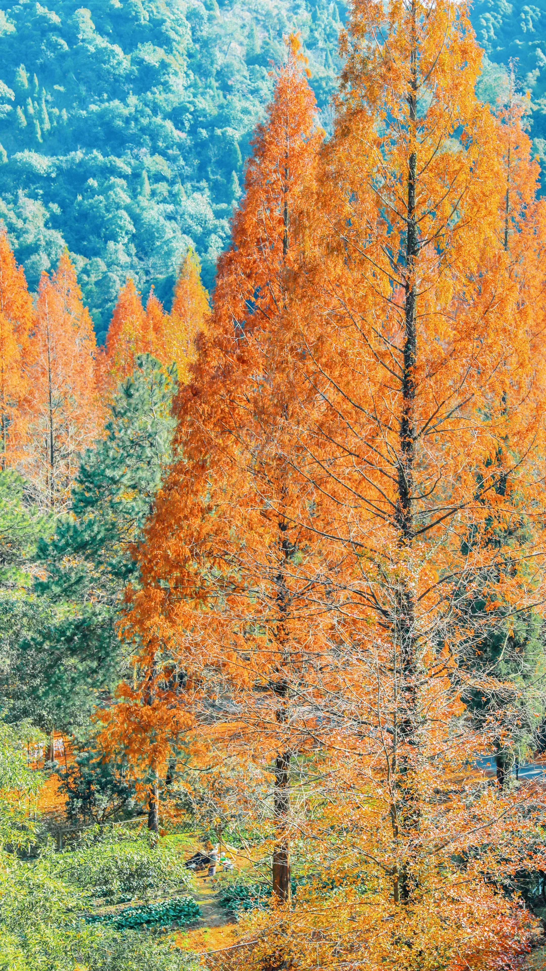 今日秋分，请你看全屏的秋天🍂