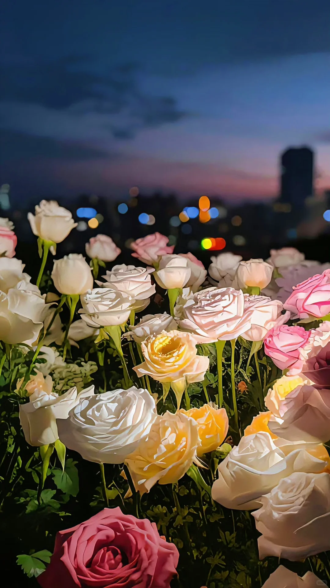 护眼壁纸｜是旷野，是自由🍊