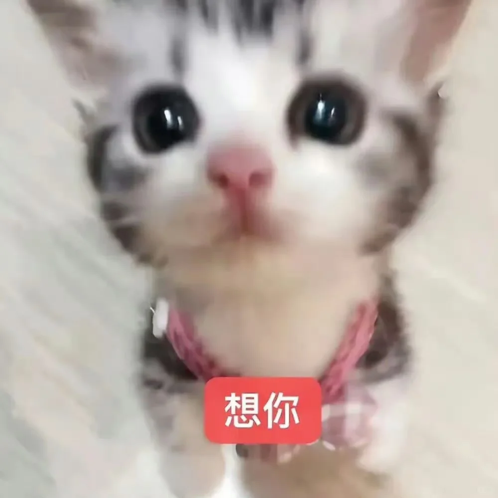我太爱这种小猫表情包了！5⃣️3⃣️