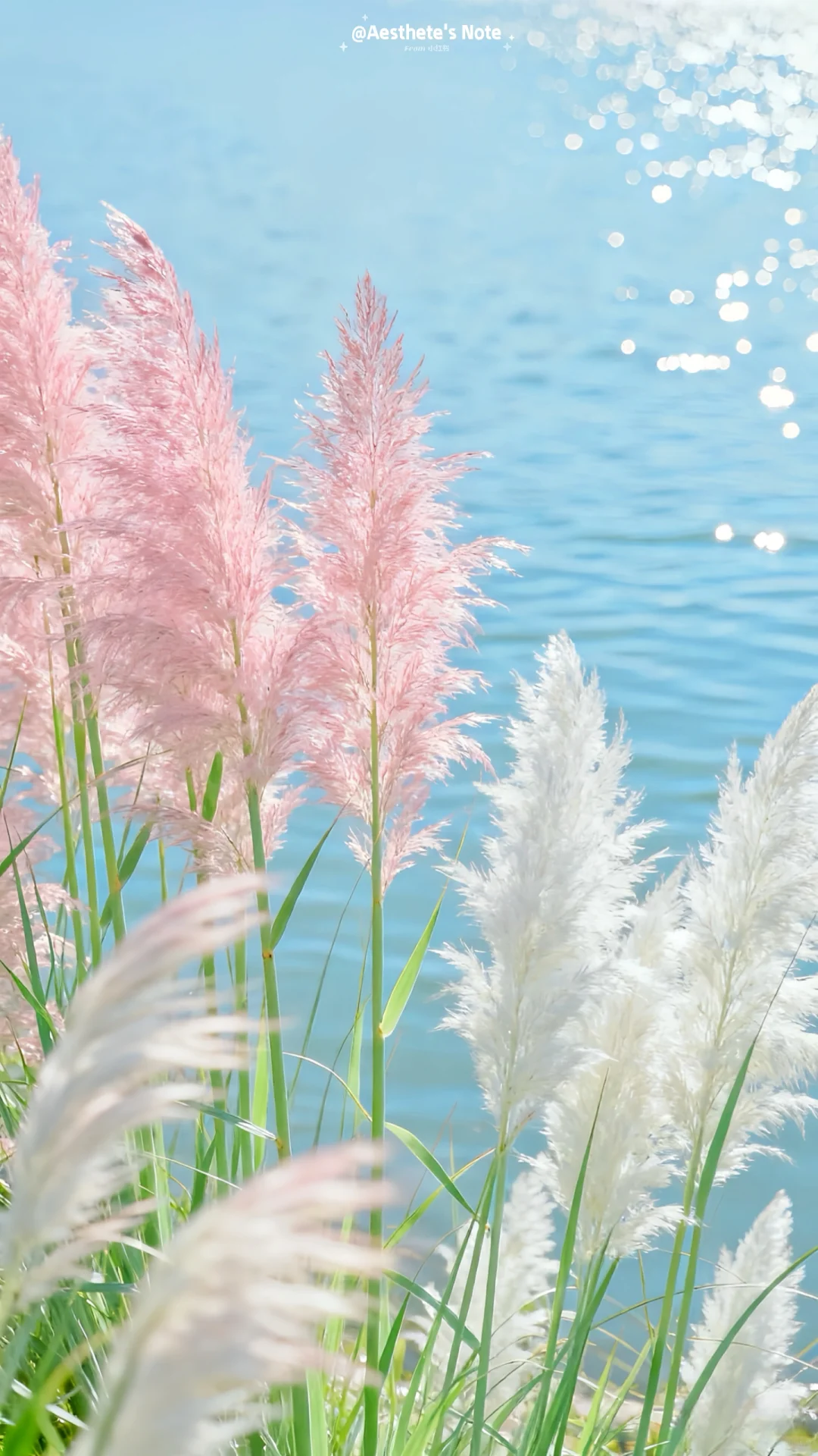 “ 如梦似幻 ”闯入粉蓝仙境啦