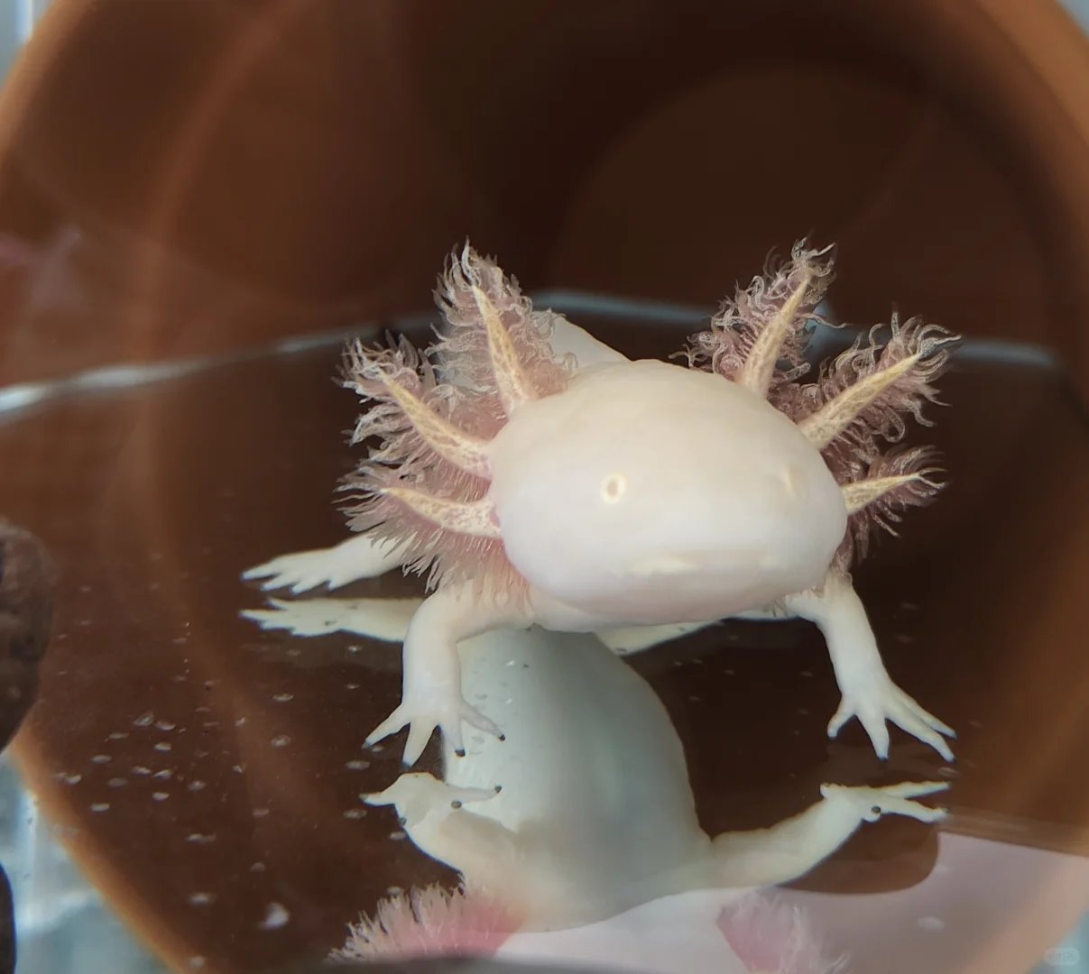 我家三只的抖抖表情包