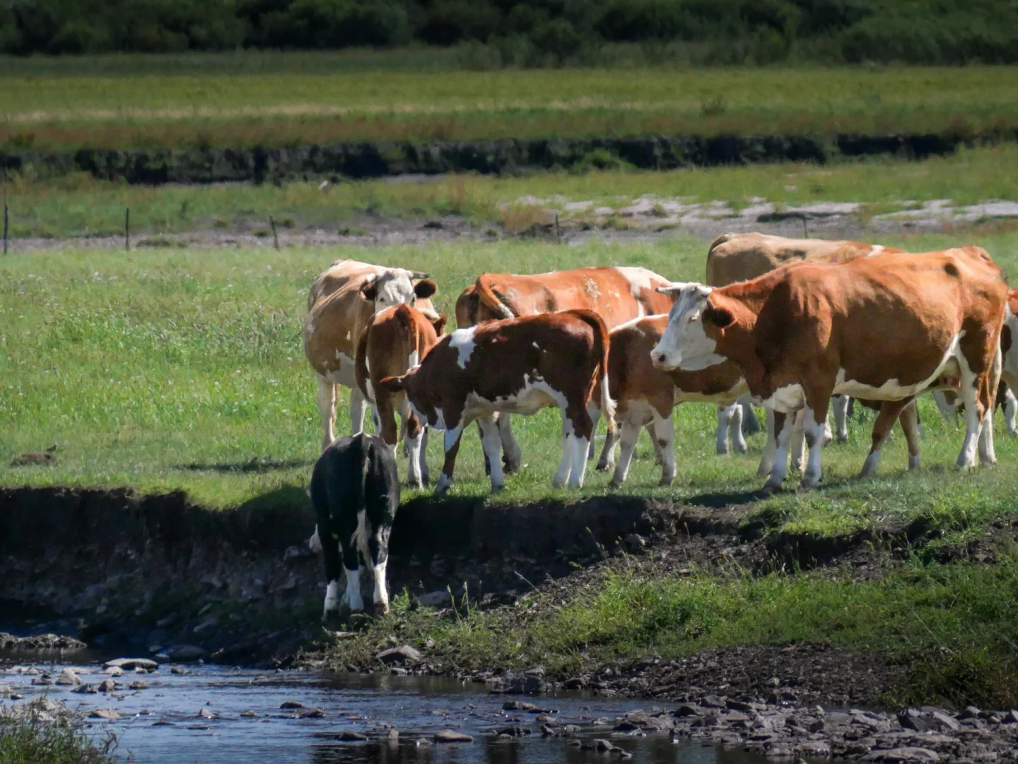 Windows桌面get，牛马牛马～电脑前面你和我～