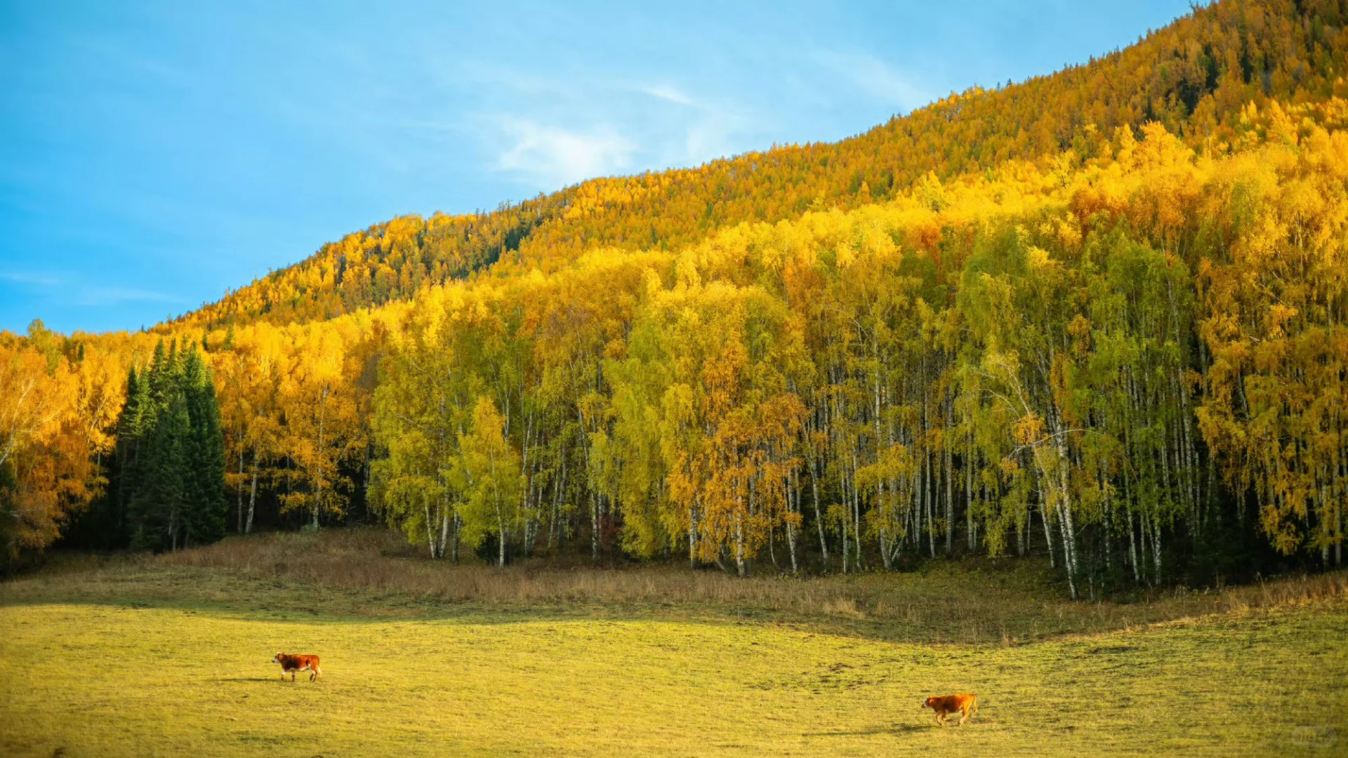 电脑屏幕壁纸（10张☀️）