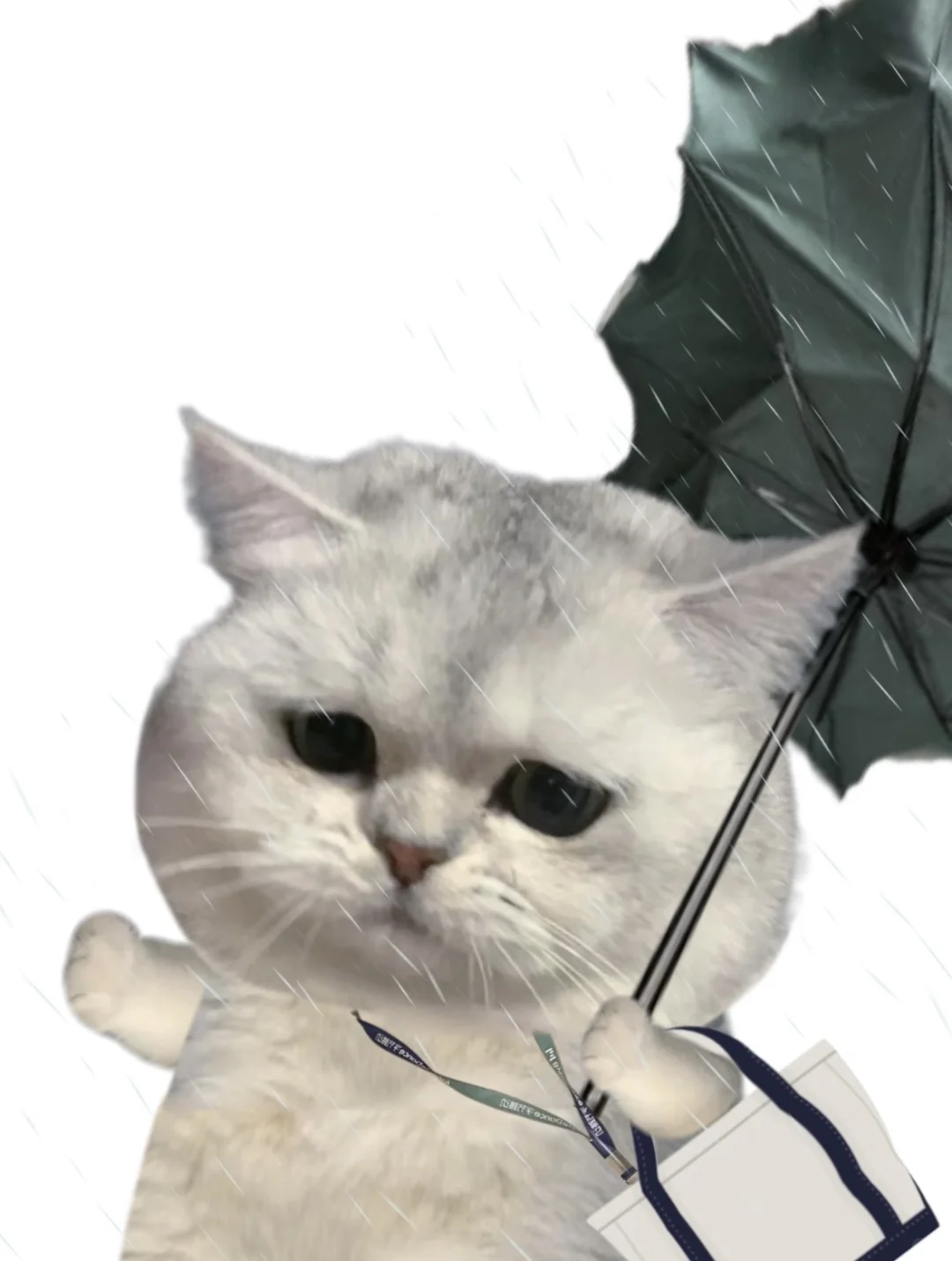 这些表情包用起来命好苦的样子