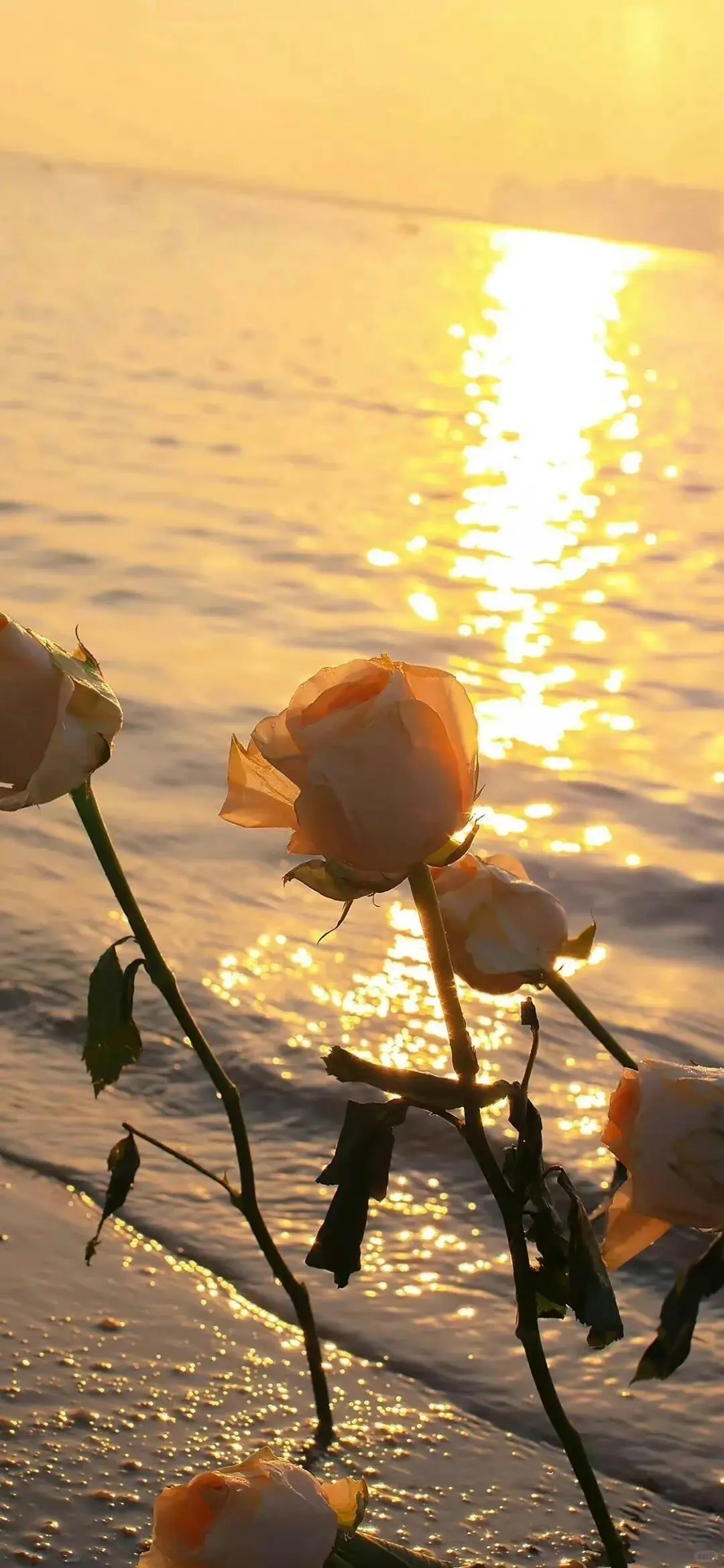 ✨高清壁纸｜背景图 琥珀鎏金