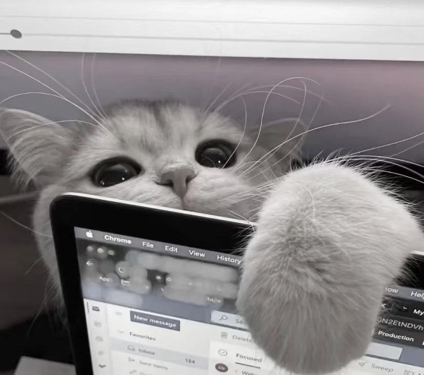 𝙒𝙚𝘾𝙝𝙖𝙩背景图｜小众小猫背景图