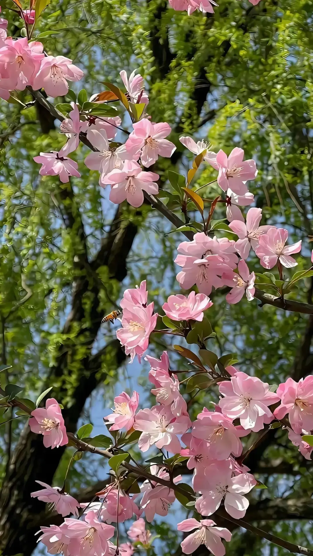 春有约 花不误 | 鲜花空间景深壁纸 54张