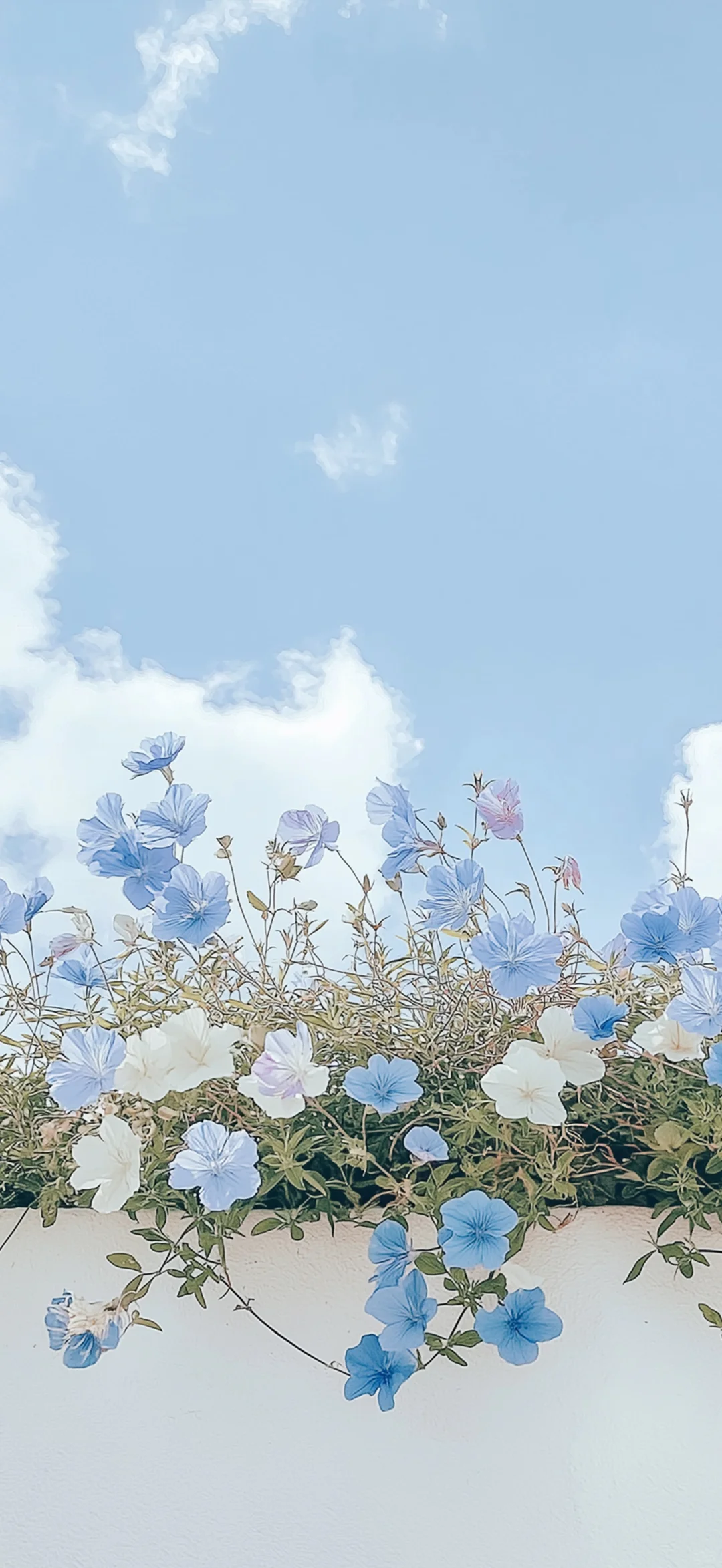 真的不小心删了，永远爱花花天空的壁纸