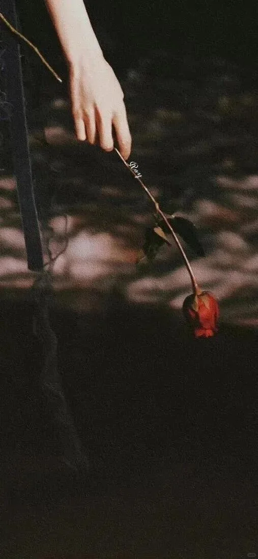 𝙒𝙚𝘾𝙝𝙖𝙩｜ins小众高级感手机壁纸📱