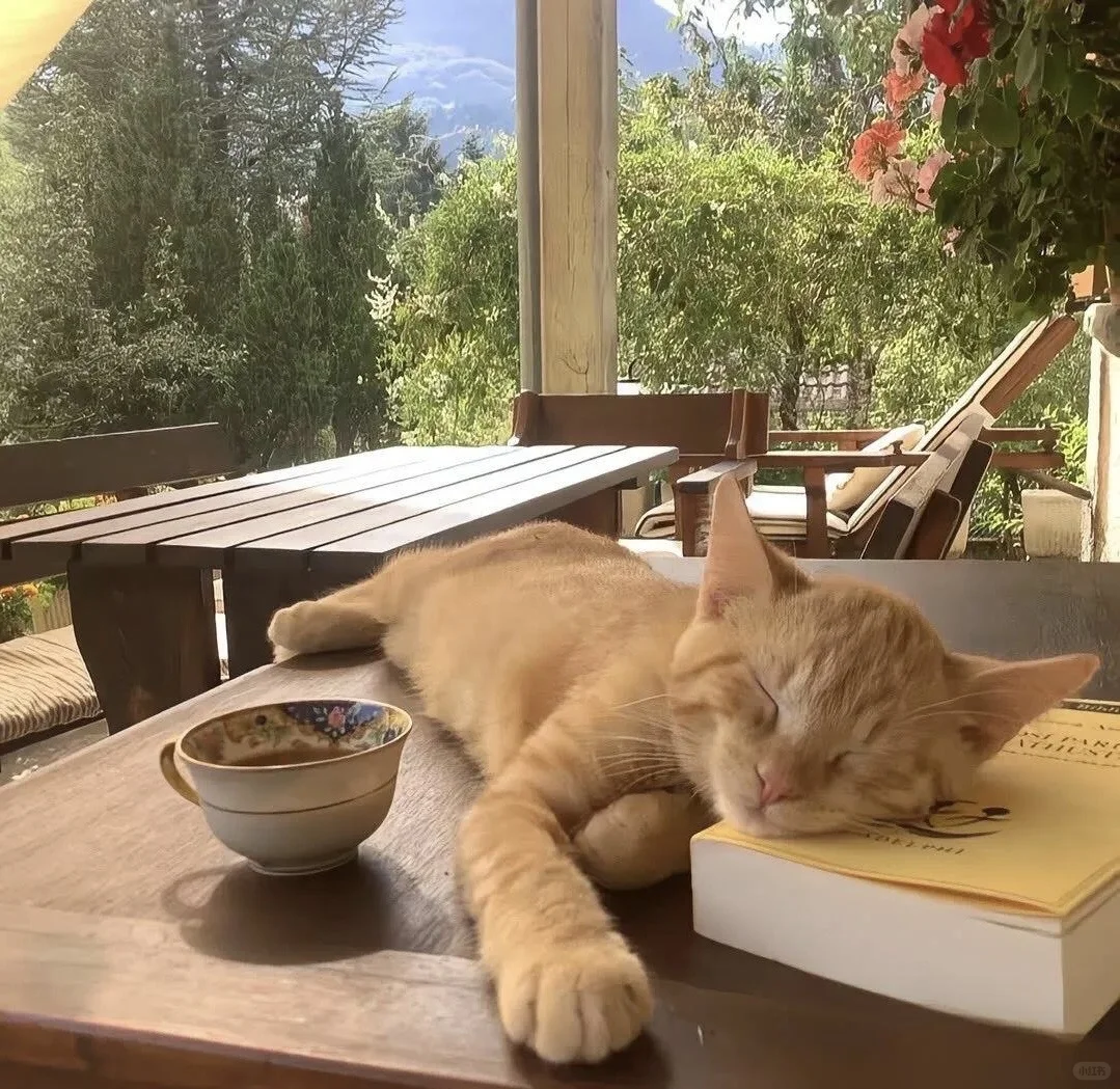 𝙒𝙚𝘾𝙝𝙖𝙩背景图｜小众小猫背景图