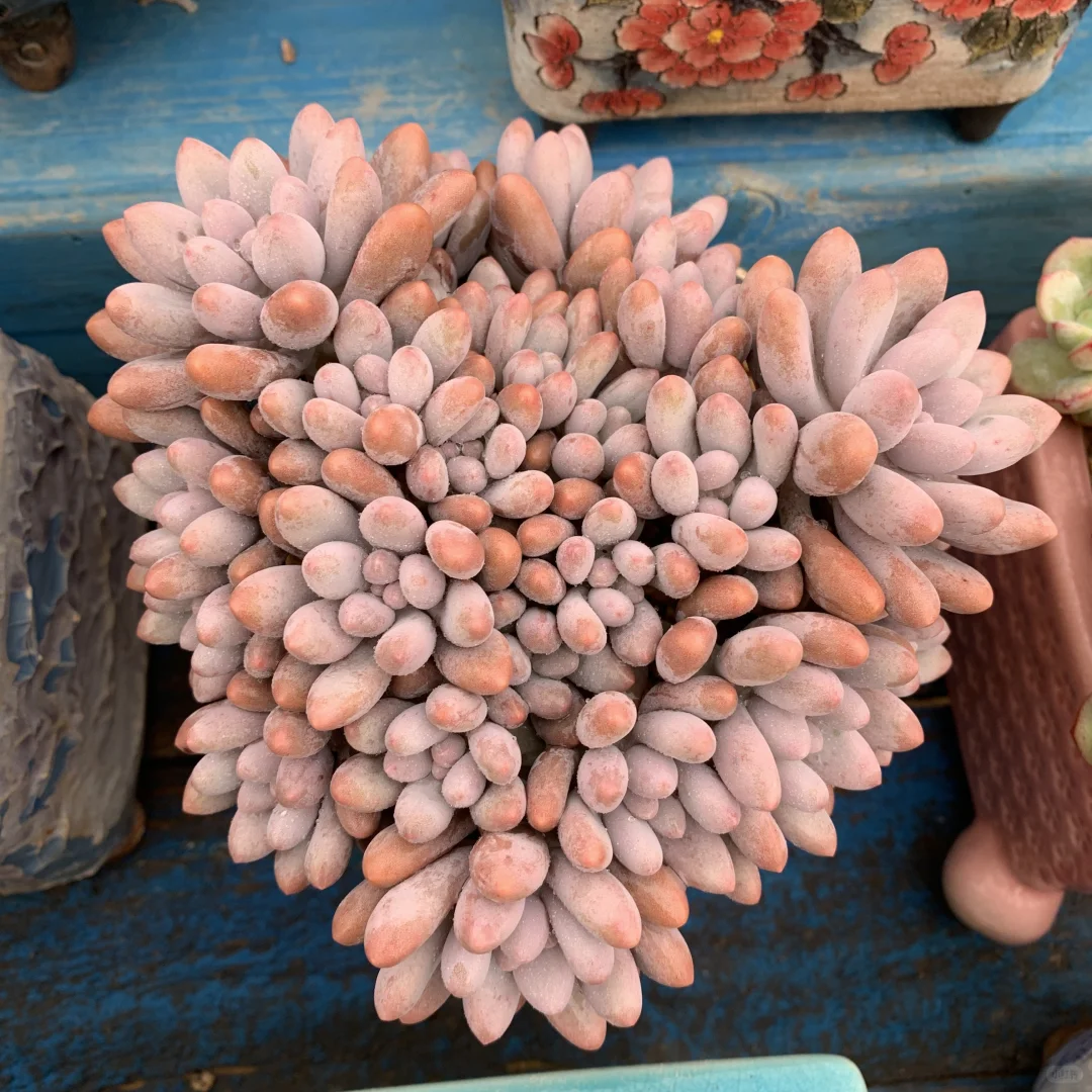 还没全状态的丑美人系列