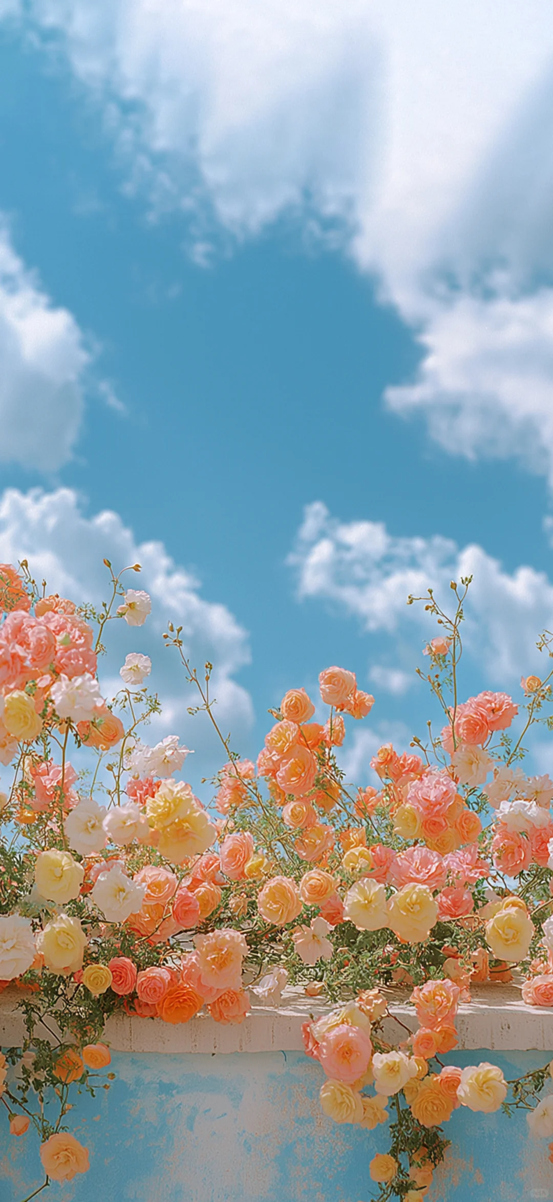 真的不小心删了，永远爱花花天空的壁纸