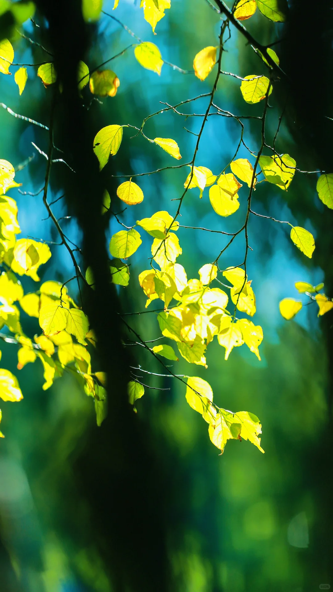 今日秋分，请你看全屏的秋天🍂