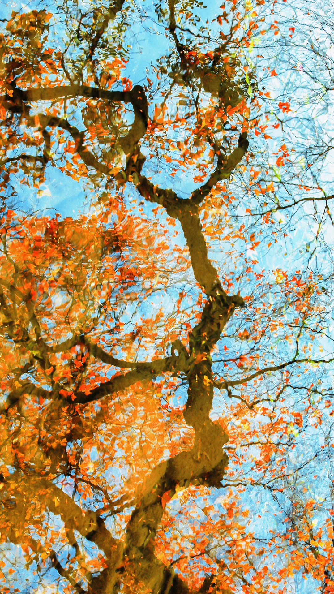 今日秋分，请你看全屏的秋天🍂