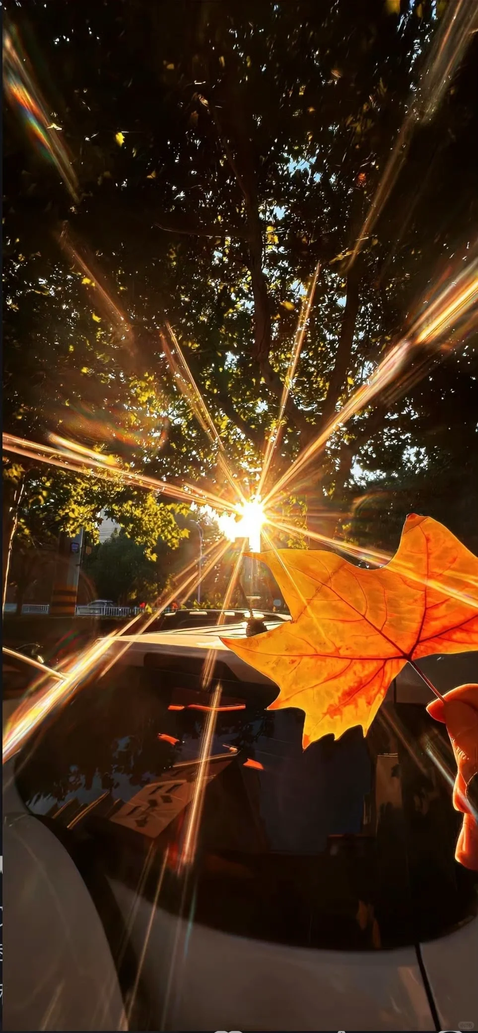 share🍥|秋冬壁纸⊹✮₊⋆