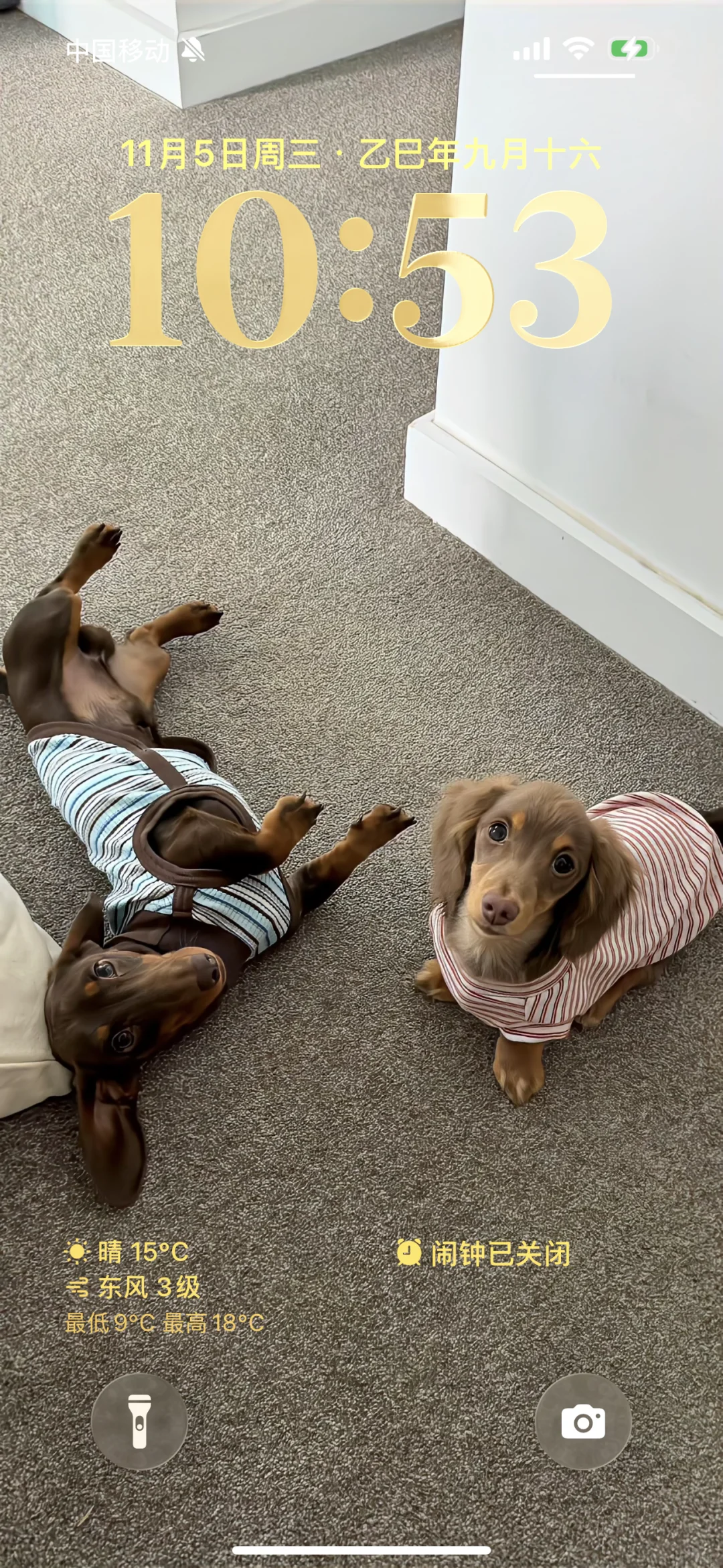 好看的壁纸要分享 腊肠狗