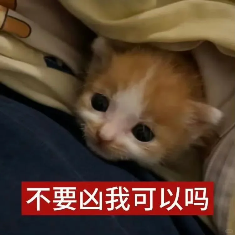 低脂小猫表情包2.0