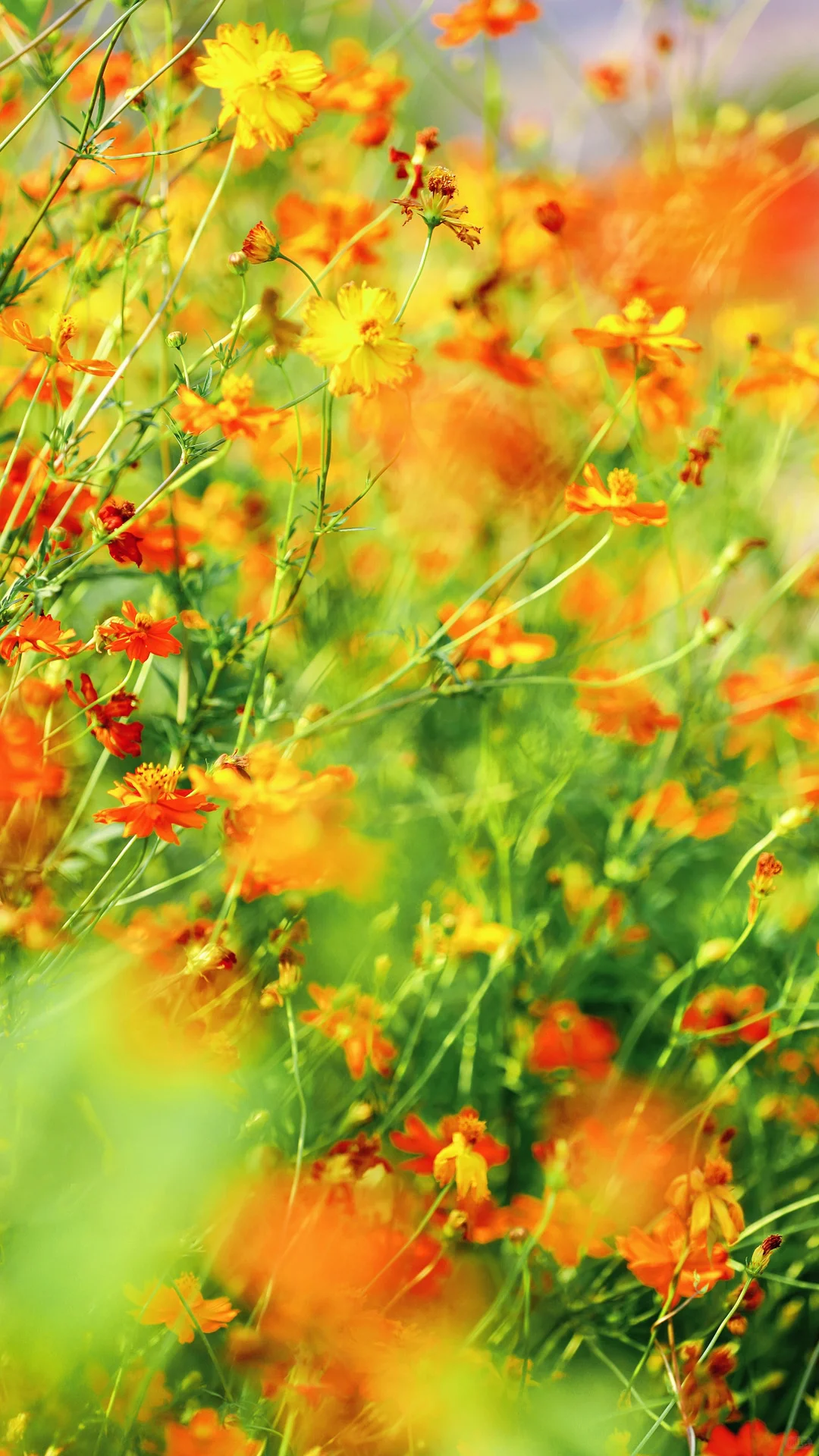 今日秋分，请你看全屏的秋天🍂