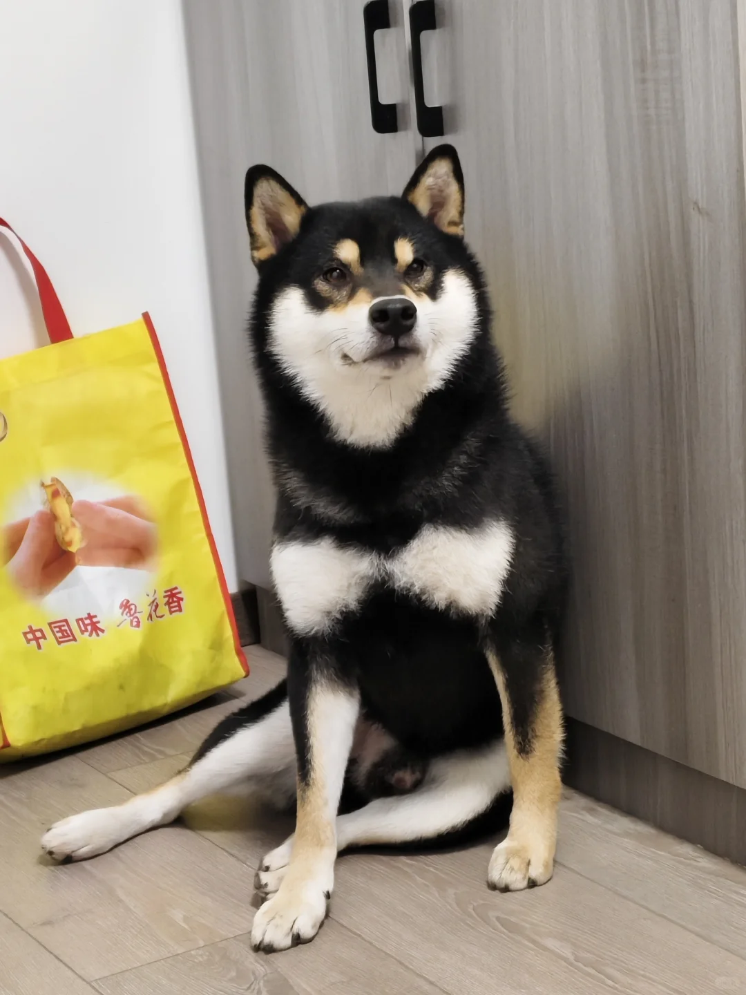 我家三只的抖抖表情包