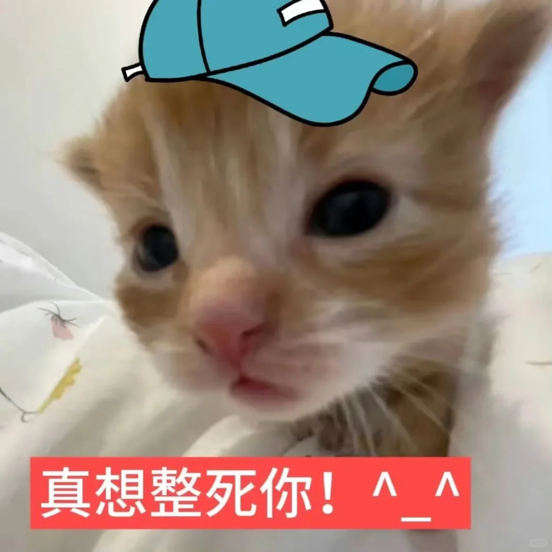 低脂小猫表情包2.0