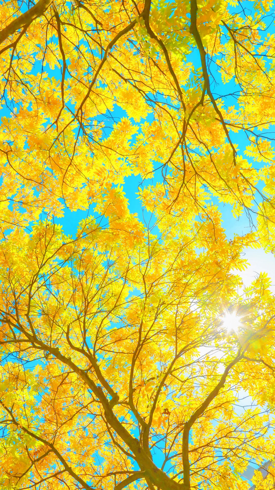 今日秋分，请你看全屏的秋天🍂