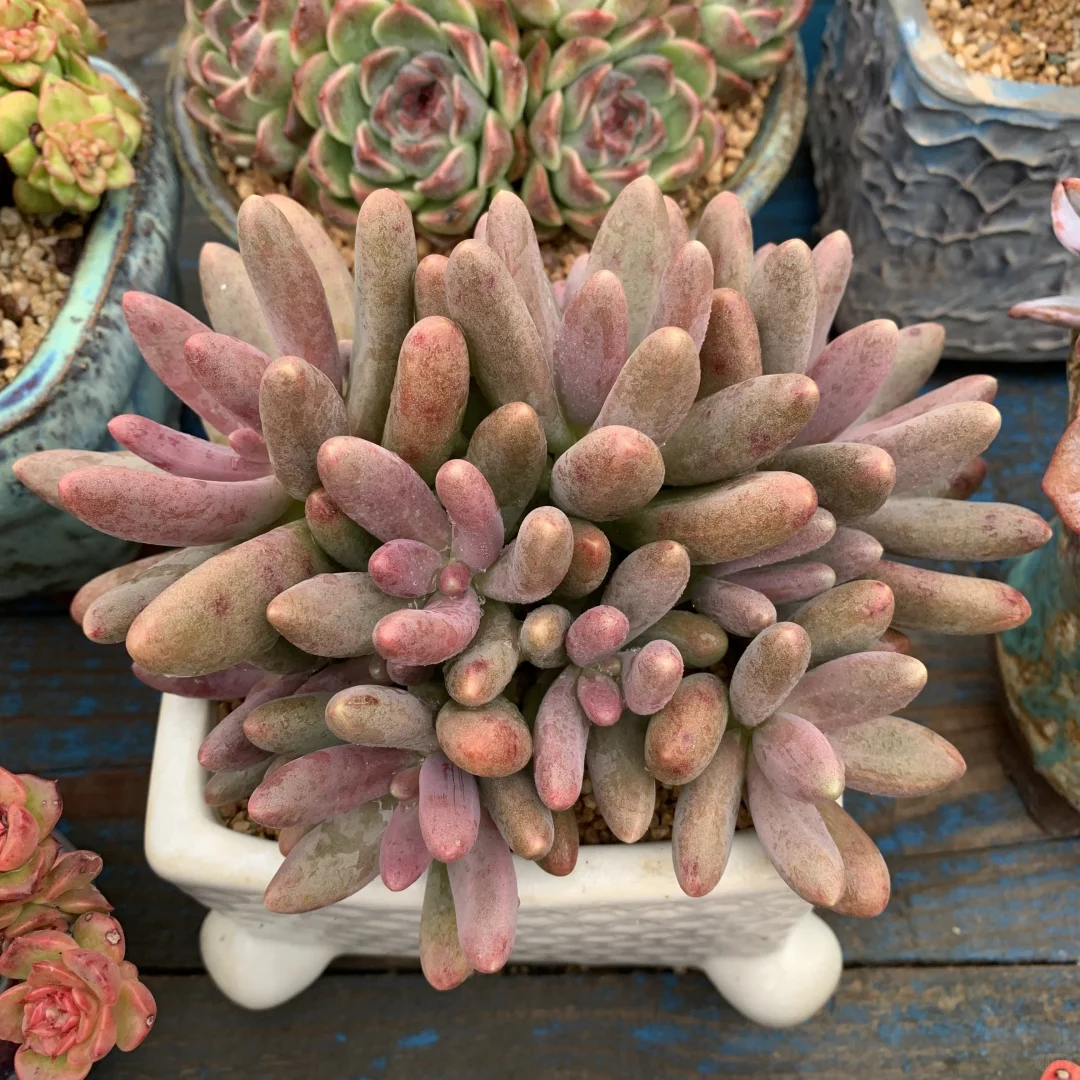 还没全状态的丑美人系列