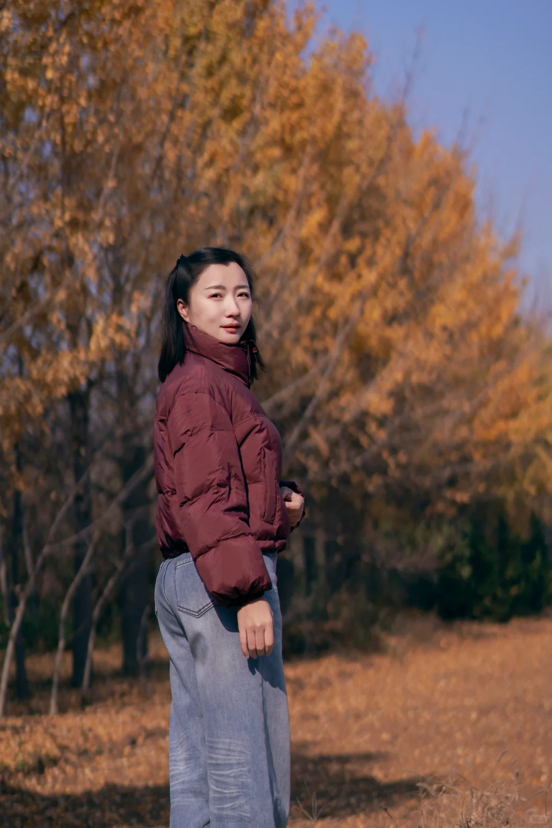 初冬的银杏格外迷人，你拍了吗？