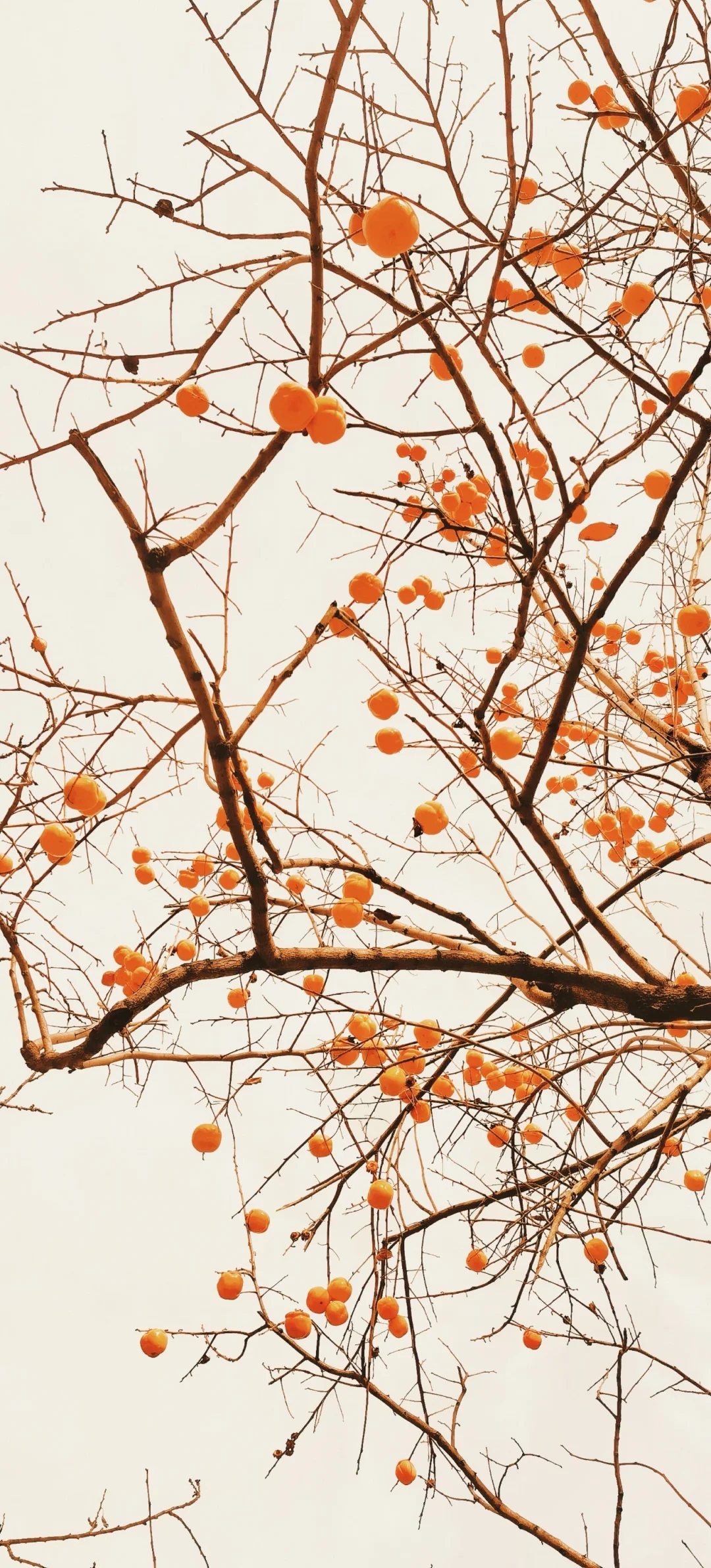 秋天里的柿子树——精美壁纸