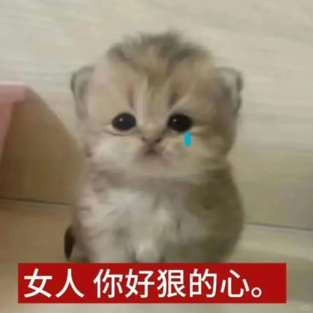 低脂小猫表情包2.0