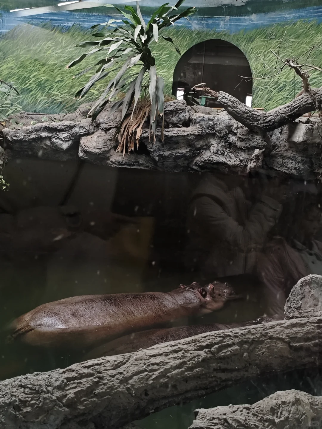 游动物园，别人家是小天使，我家叛逆奥特曼