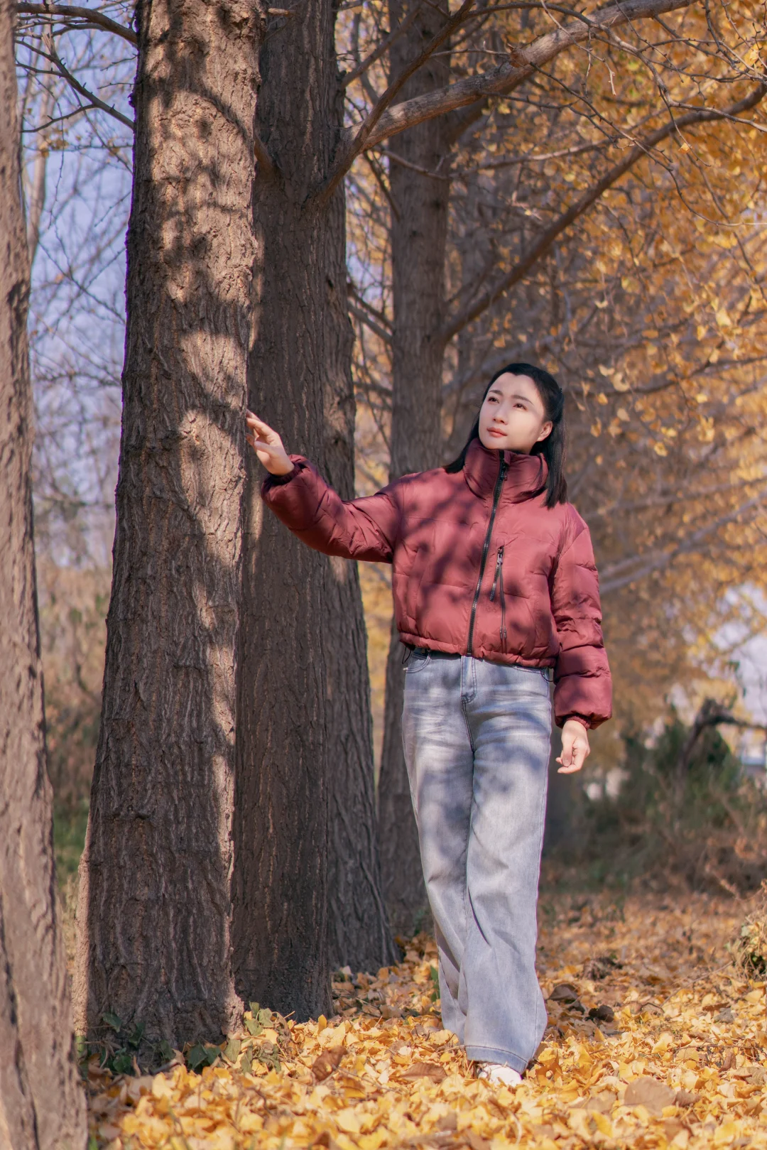 初冬的银杏格外迷人，你拍了吗？