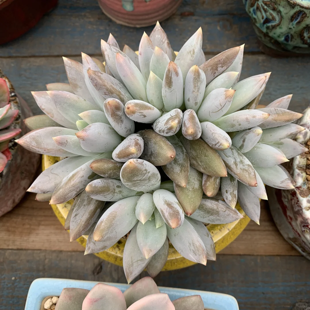 还没全状态的丑美人系列