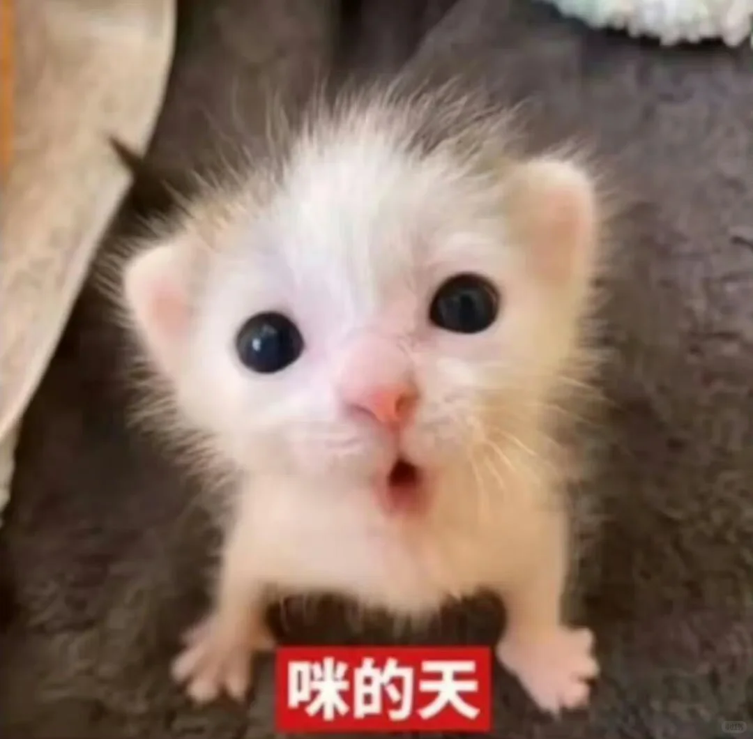 低脂小猫表情包2.0