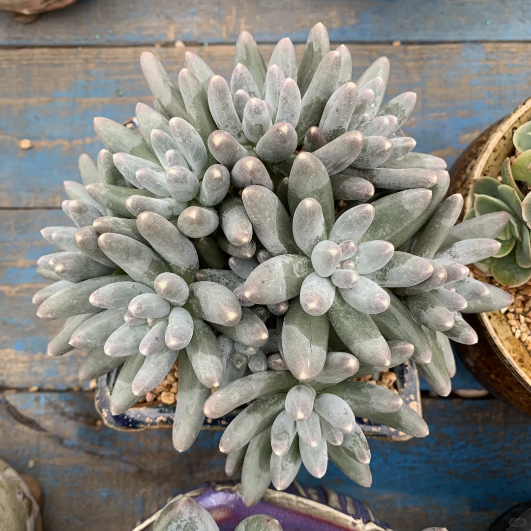 还没全状态的丑美人系列